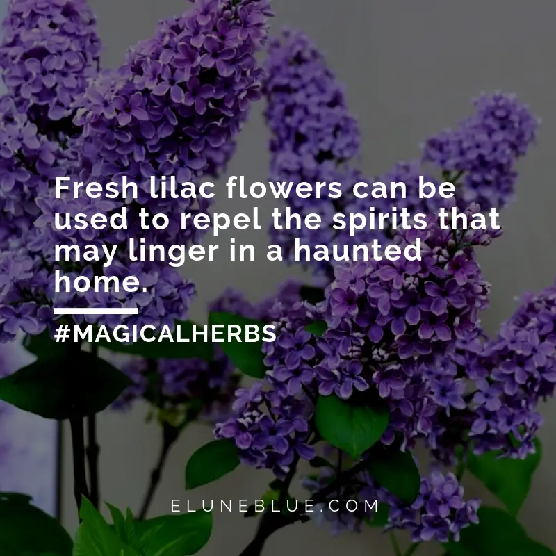 Fresh lilac flowers can be used to repel the spirits that may linger in a haunted home. -- Lilac Magical Properties and Uses