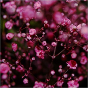 Baby’s breath’s magic lies in its ability to make a soft statement and is a testament to quiet power. -- Baby's Breath Magical Properties and Uses