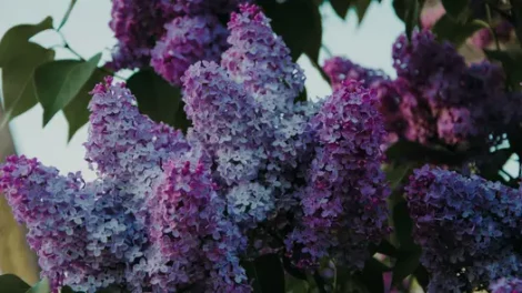 A selective focus photo of lilac flowers in soft sunlight.