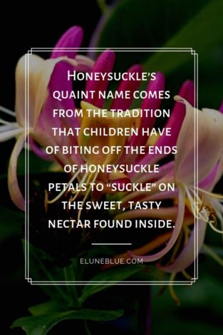 Honeysuckle’s quaint name comes from the tradition that children have of biting off the ends of honeysuckle petals to “suckle” on the sweet, tasty nectar found inside. -- Honeysuckle Magical Properties and Uses