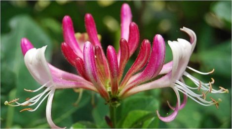 Honeysuckle is emblematic of the sweet life and conveys the essence of all things that bring pleasure and joy. -- Honeysuckle Magical Properties and Uses