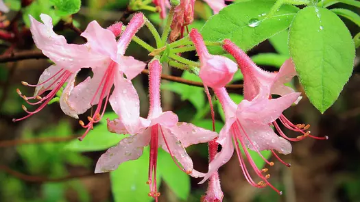 Dewy, pink honeysuckle flowers.