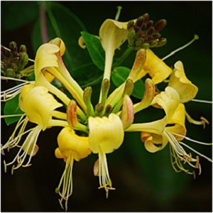 Honeysuckle is emblematic of the sweet life and conveys the essence of all things that bring pleasure and joy. -- Honeysuckle Magical Properties and Uses