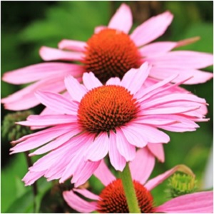 Echinacea | Caring for Daisy