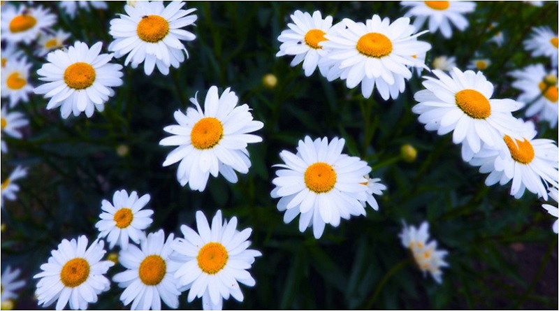 Caring for Daisies | The Care and Feeding of Your Daisy Plant
