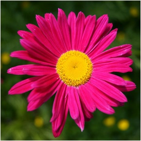 Tanacetum Coccineum | Chester Lam | Caring for Daisies