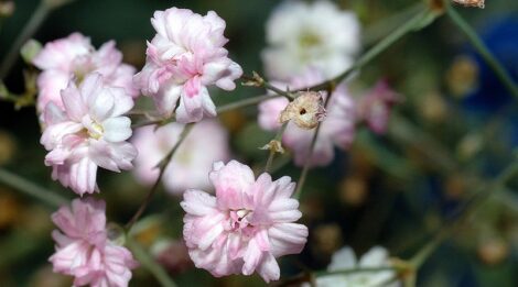 Gypsophila repens (Pink Baby's Breath Flower)