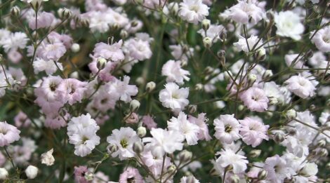 Pale Pink Baby's Breath Flower. • The Meaning of Baby's Breath Flowers