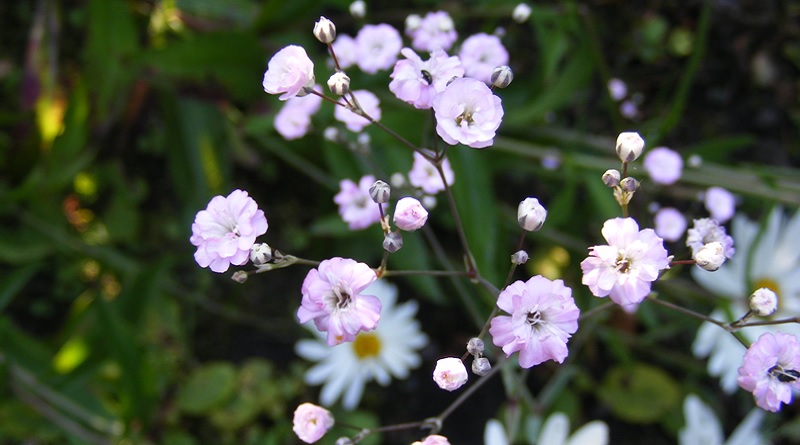 Pink Baby's Breath and Daisies.