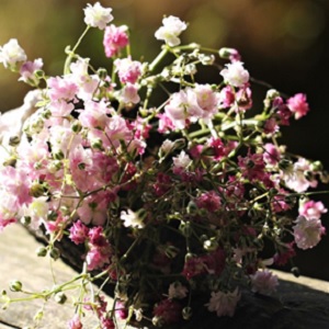 A bouquet of Pink Baby's Breath Flowers