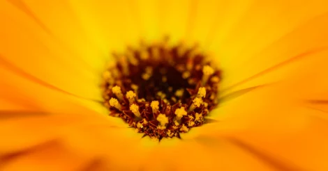 Close-up of the center of a Calendula flower.