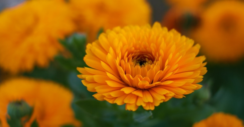 Close-up of a Calendula flower in a field of other Calendula flowers.