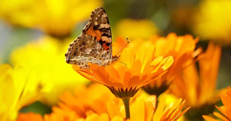 A butterfly perched on a calendula flower during the daytime.