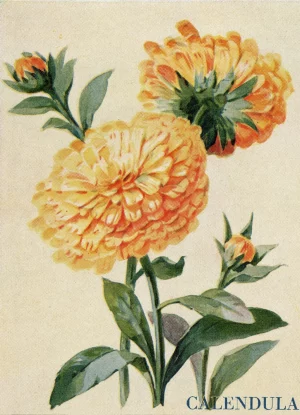 A watercolor illustration of a Calendula flower from the Victorian era.