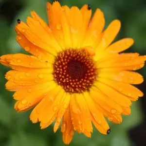 A bright orange and yellow calendula flower with dewdrops on it.