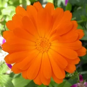 A close up of a bright, orange Calendula flower.
