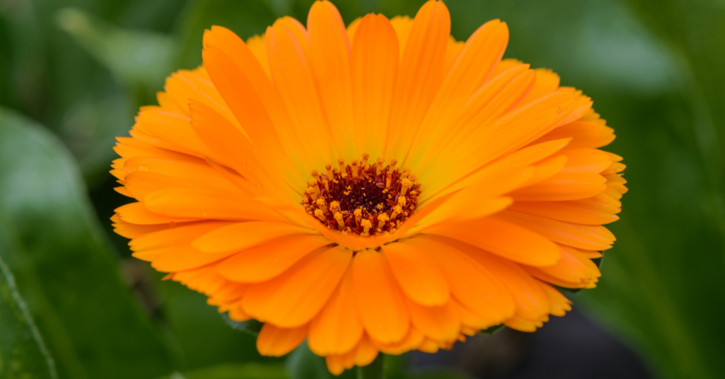 A close-up on a singular, bright orange Calendula flower. 