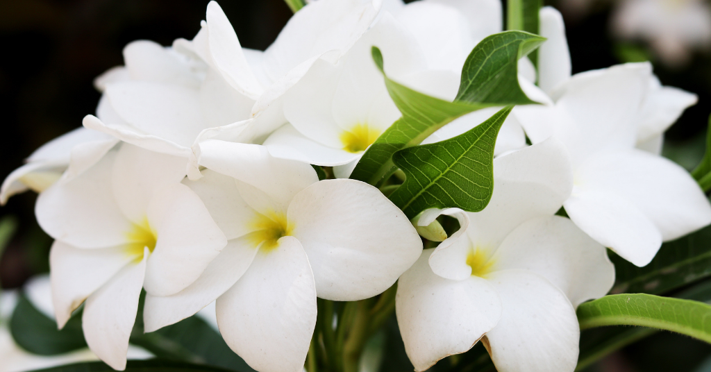 Close-up of plush white jasmine flowers.