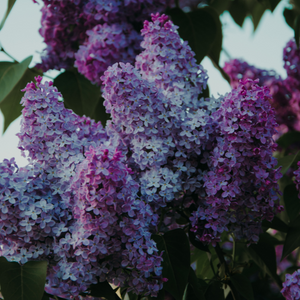 Copious purple and lavender lilac blooms filmed under a selective focus.