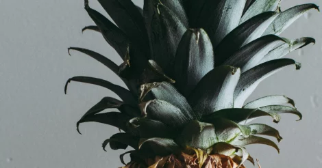 Close-up of a pineapple crown against a gray background wall.