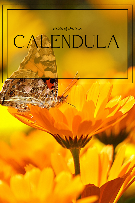 A picture of a butterfly resting on a calendula flower, with text in the foreground that reads: "Bride of the Sun - Calendula."