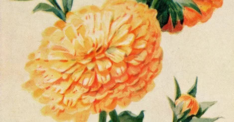 A watercolor illustration of a Calendula flower from the Victorian era.