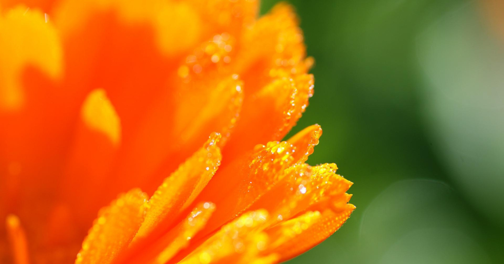 A Calendula flower with water droplets on it cropped in half.