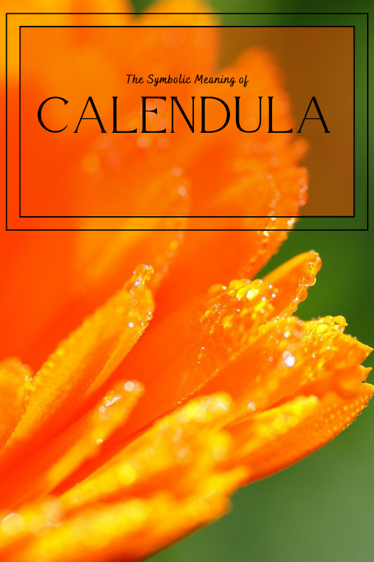 A close-up of a calendula flower, with text in the foreground that reads: "The Symbolic Meaning of Calendula."