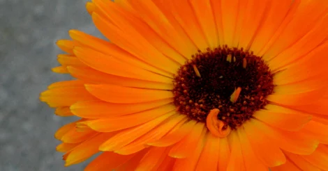 A close-up of a bright, fiery orange calendula flower.