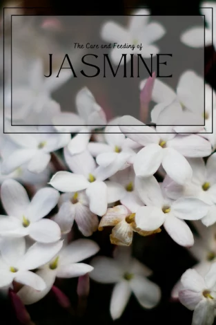A picture of jasmine flowers, with text in the foreground that reads: "The Care and Feeding of Jasmine."