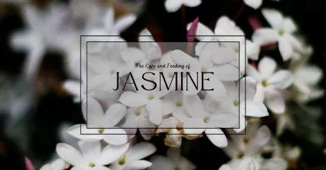 A picture of jasmine flowers, with text in the foreground that reads: "The Care and Feeding of Jasmine"