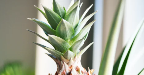 The crown of a young pineapple plant.