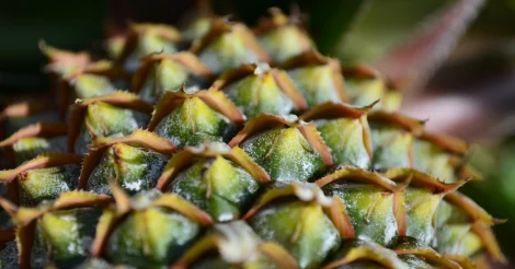 Close-up on a pineapple skin.