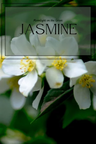 A picture of jasmine flowers, with text in the foreground that reads: "Moonlight on the Grove - Jasmine"