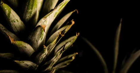 Pineapple leaves lit up in a dark area.