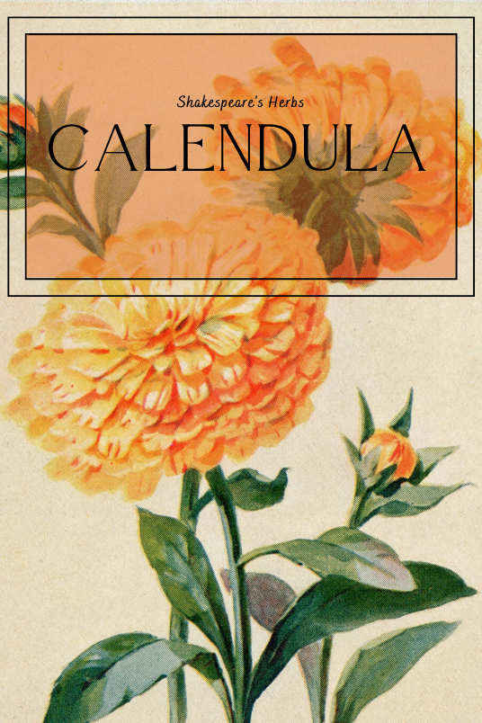 A vintage Calendula drawing, with text in the foreground that reads: "Shakespeare's Herbs: Calendula."