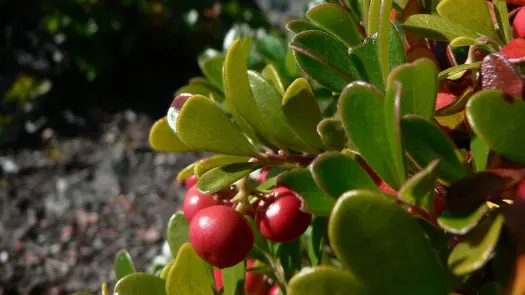 Close-up of red, uva ursi berries.