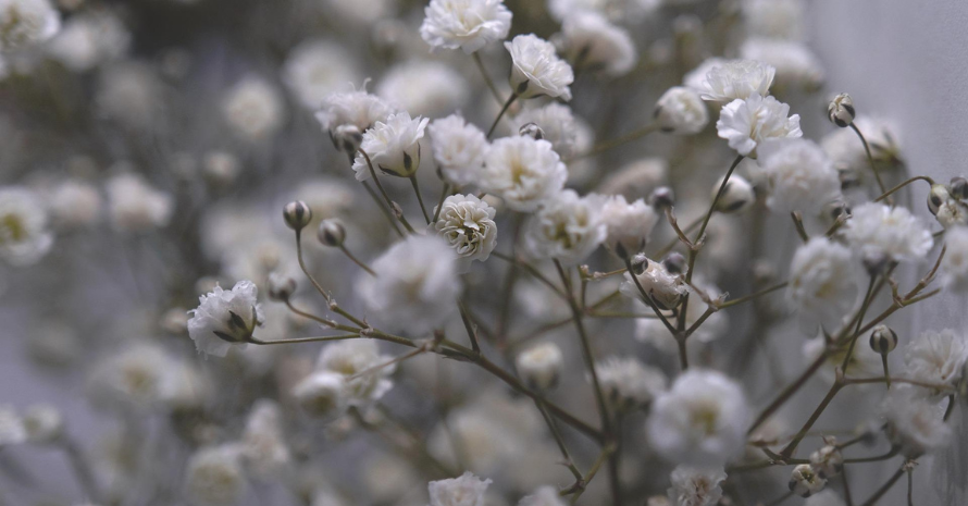 Close-up of soft cream Baby's Breath flowers.