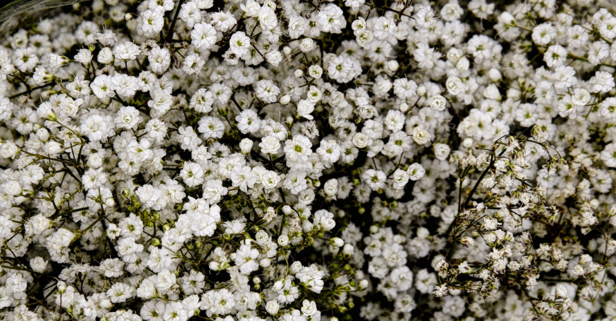 A wallpaper view of white Baby's Breath flowers.