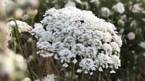 A wild carrot flower in what appears to be morning sunlight.