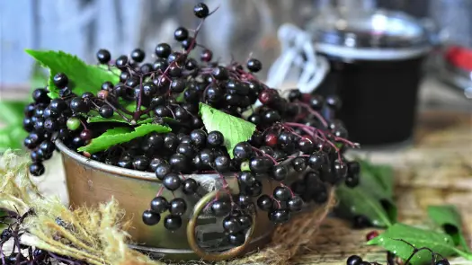 Elderberries in a silver bowl, with a jar of elderberry juice in the background.