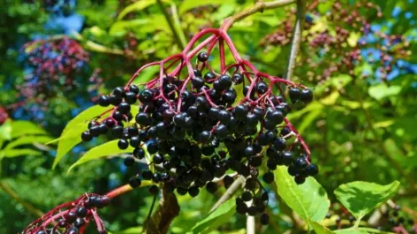 Dark purple elderberries connected by red stems hanging from a tree.