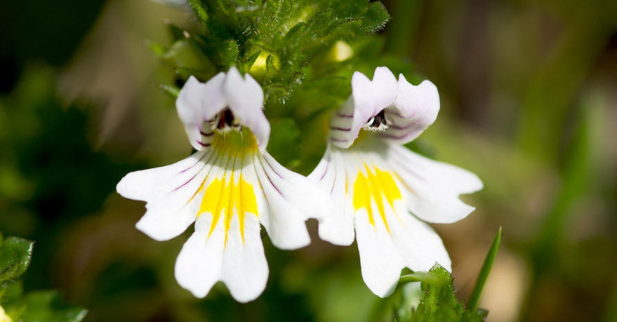 Close-up on two eyebright flowers.