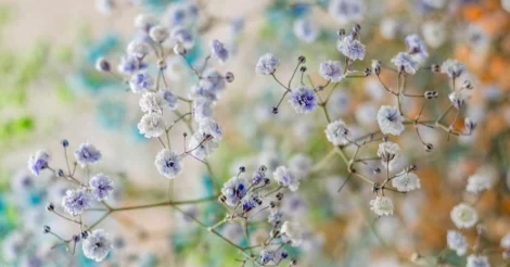 Close-up of bluish Baby's Breath flowers.