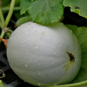 A moistened honeydew melon growing on the vine.