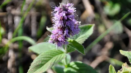 Close-up of a corn mint plant and flower.