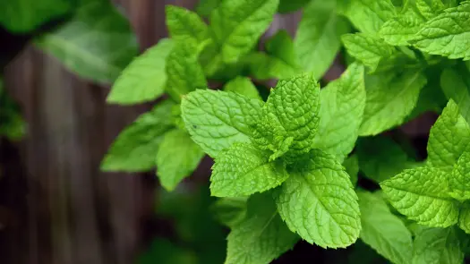 Close-up of peppermint plants.