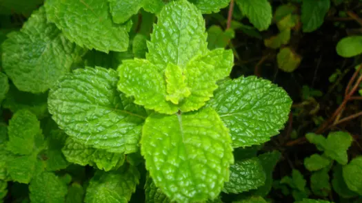 Close-up on a spearmint plant under special lighting.