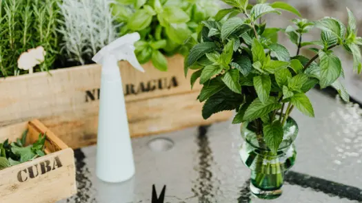 Peppermint in a clear glass near other herbs in wooden boxes and a white spray bottle, sitting on a glass table.