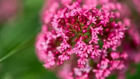 Selective focus close-up of red valerian flowers.